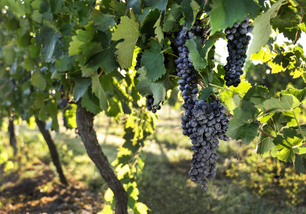 Mcleish Wines Vinatge 2024 Photo by Elfes Inages CE3_7135