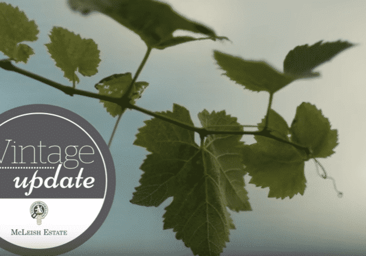 VINTAGE UPDATE